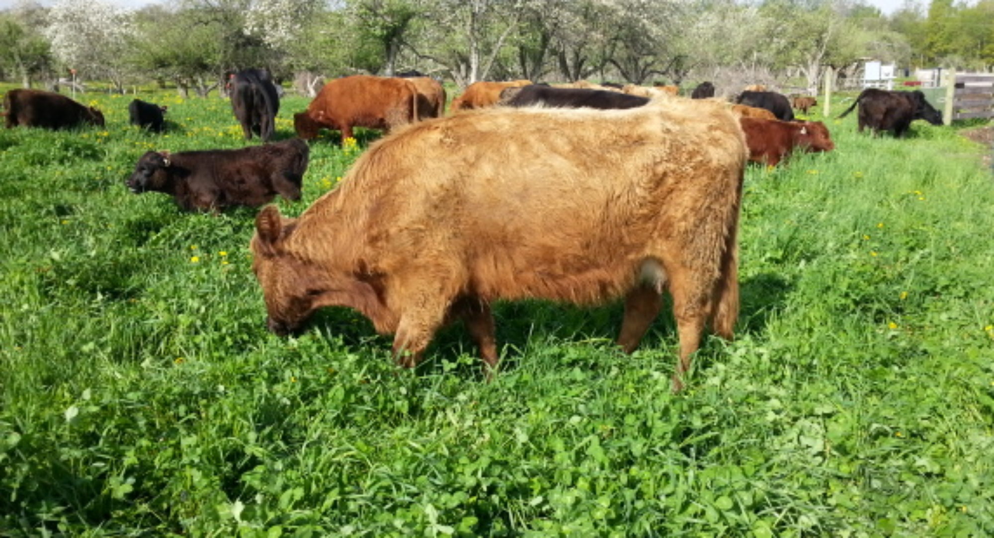 Lakeport Dexter Farm