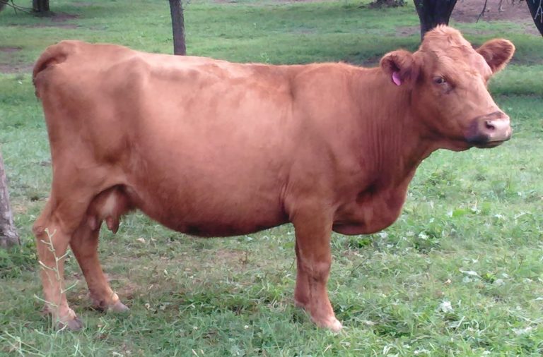 Long leg cows – Lakeport Dexter Farm